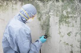 Best Commercial Mold Inspection  in Payson, AZ